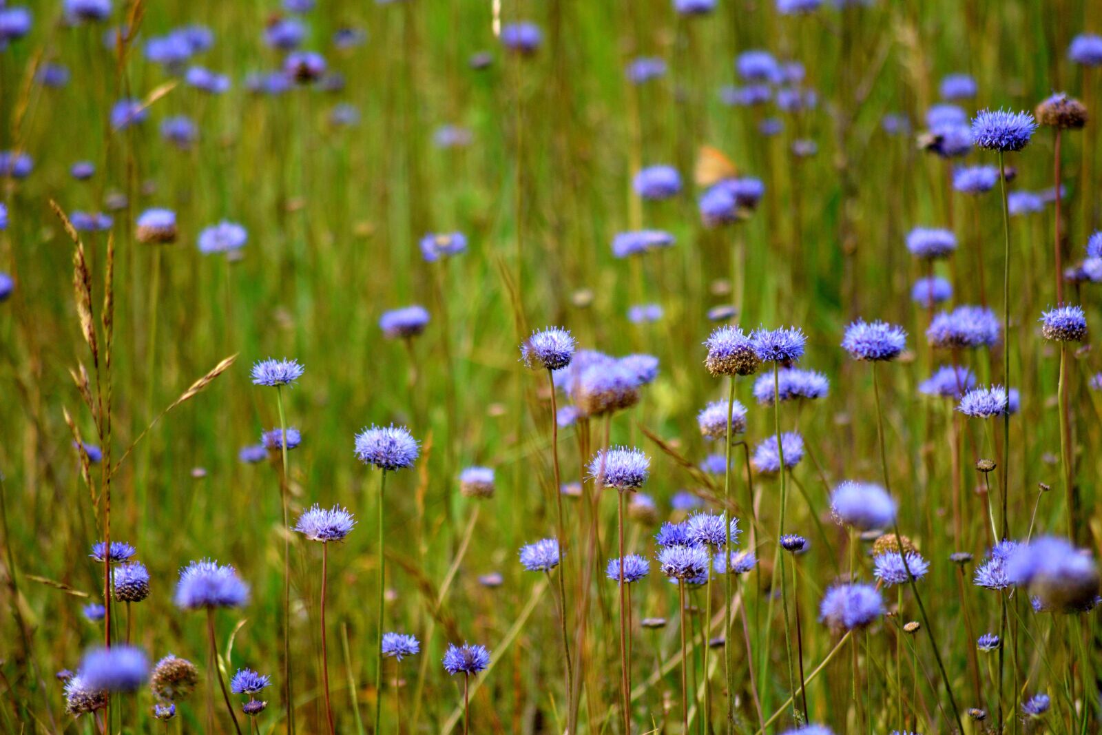 Nikon D3300 sample photo. Flower, meadow, nature photography