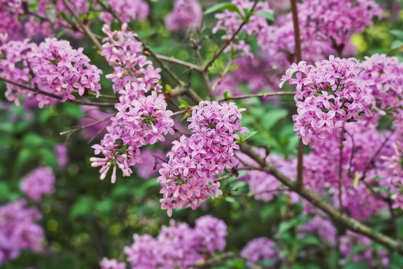 Olympus OM-D E-M10 sample photo. Flower, plant, nature photography