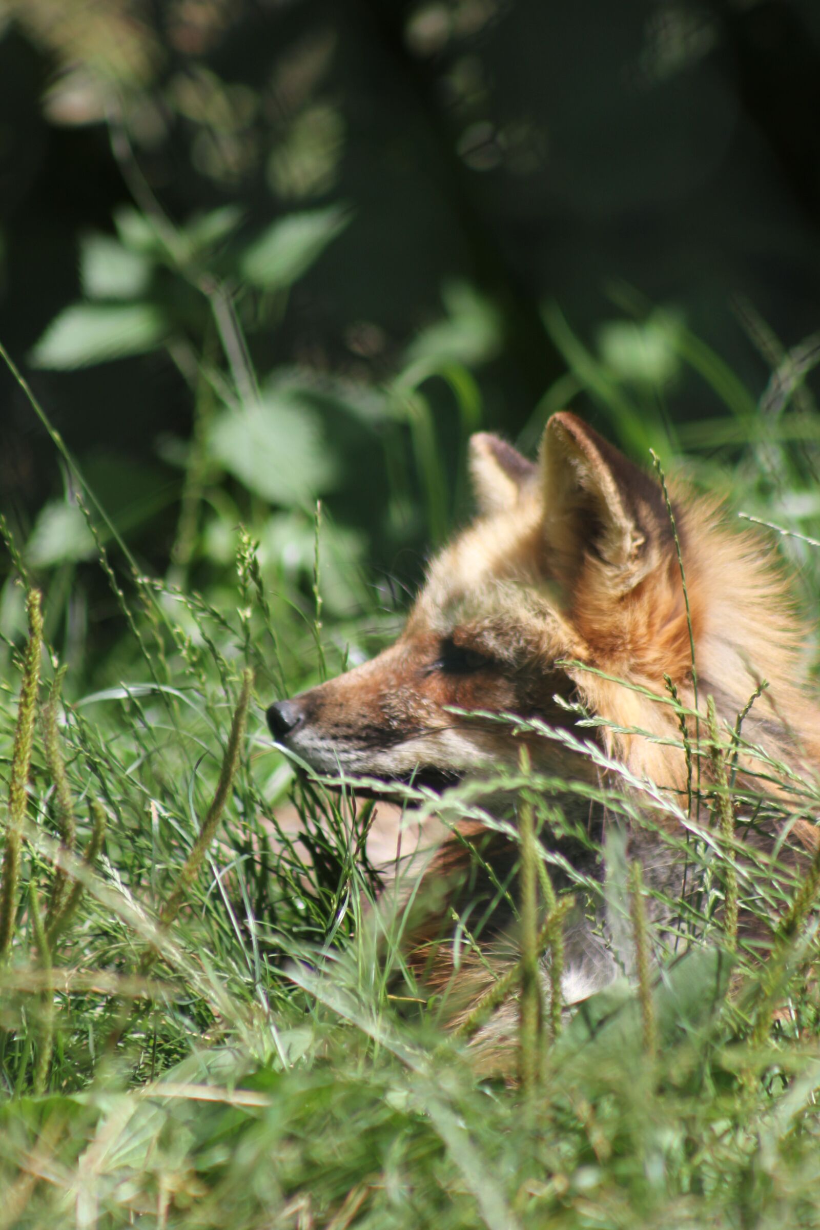 Canon EOS 550D (EOS Rebel T2i / EOS Kiss X4) sample photo. Fuchs, animal, nature photography