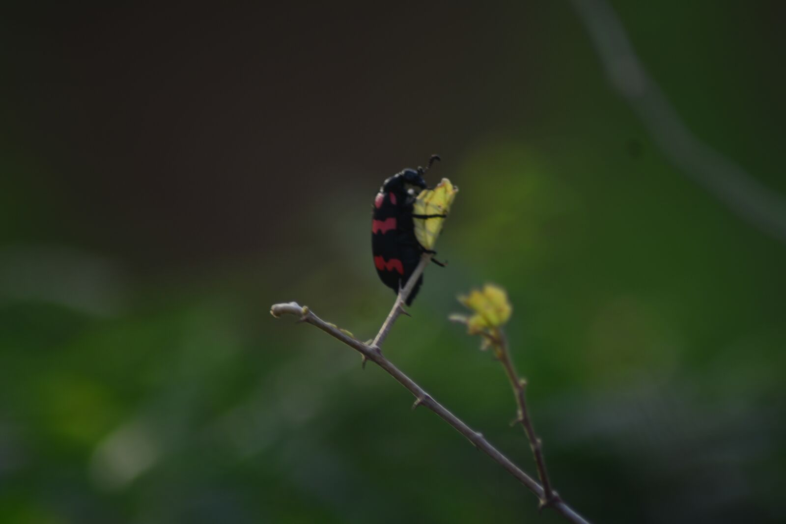 Nikon D5200 sample photo. Insect, bug, forest photography
