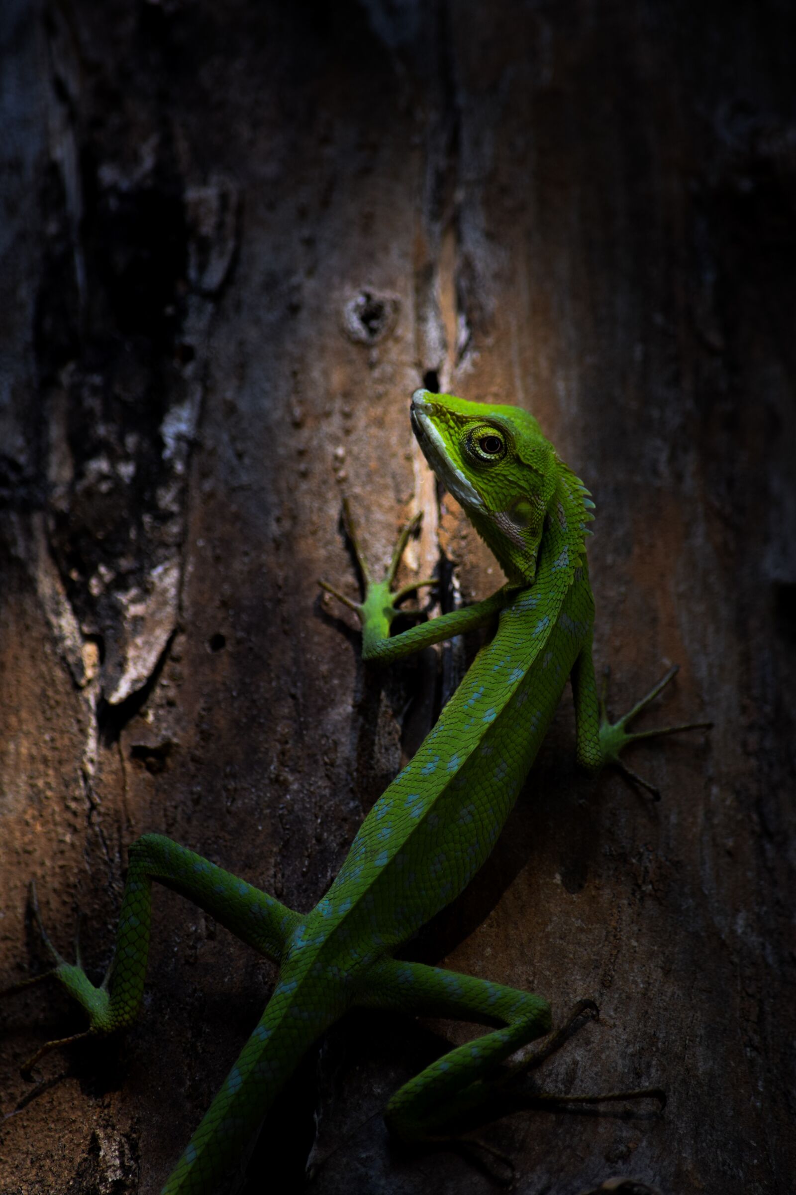 Nikon D5300 sample photo. Lizard, animal, nature photography
