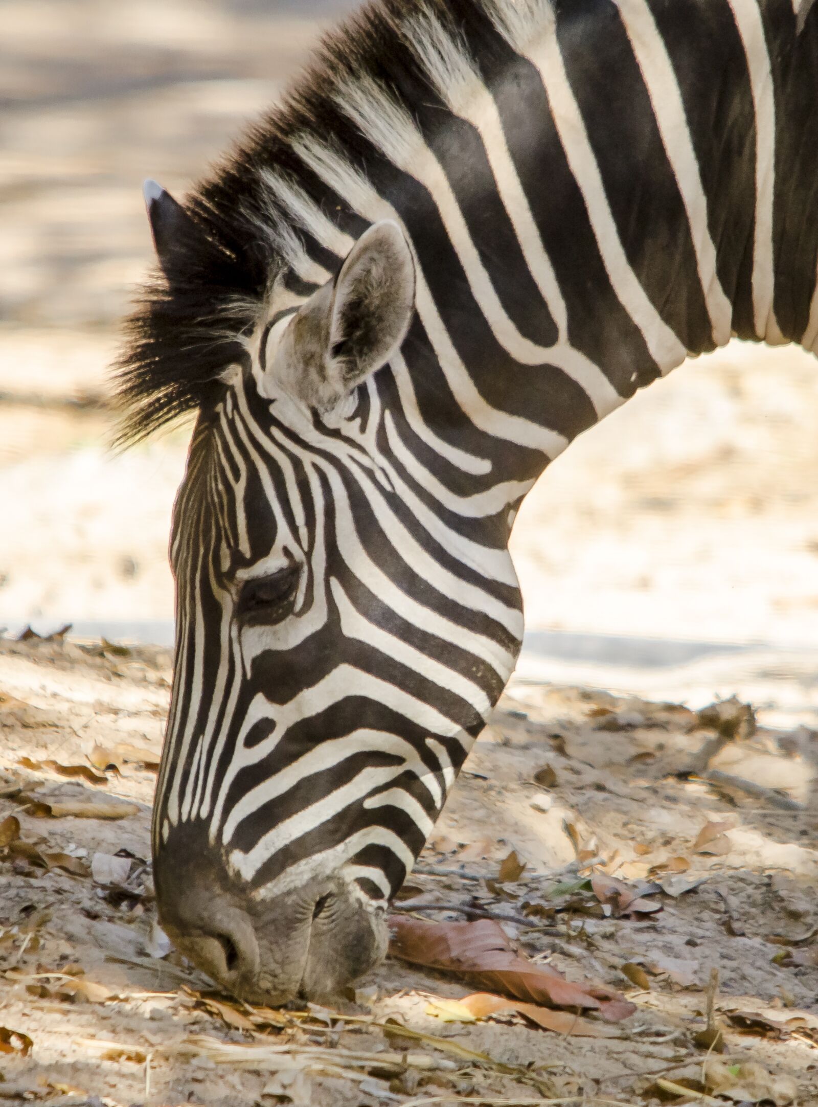 Nikon D7000 sample photo. Zebra, head, animal pictures photography