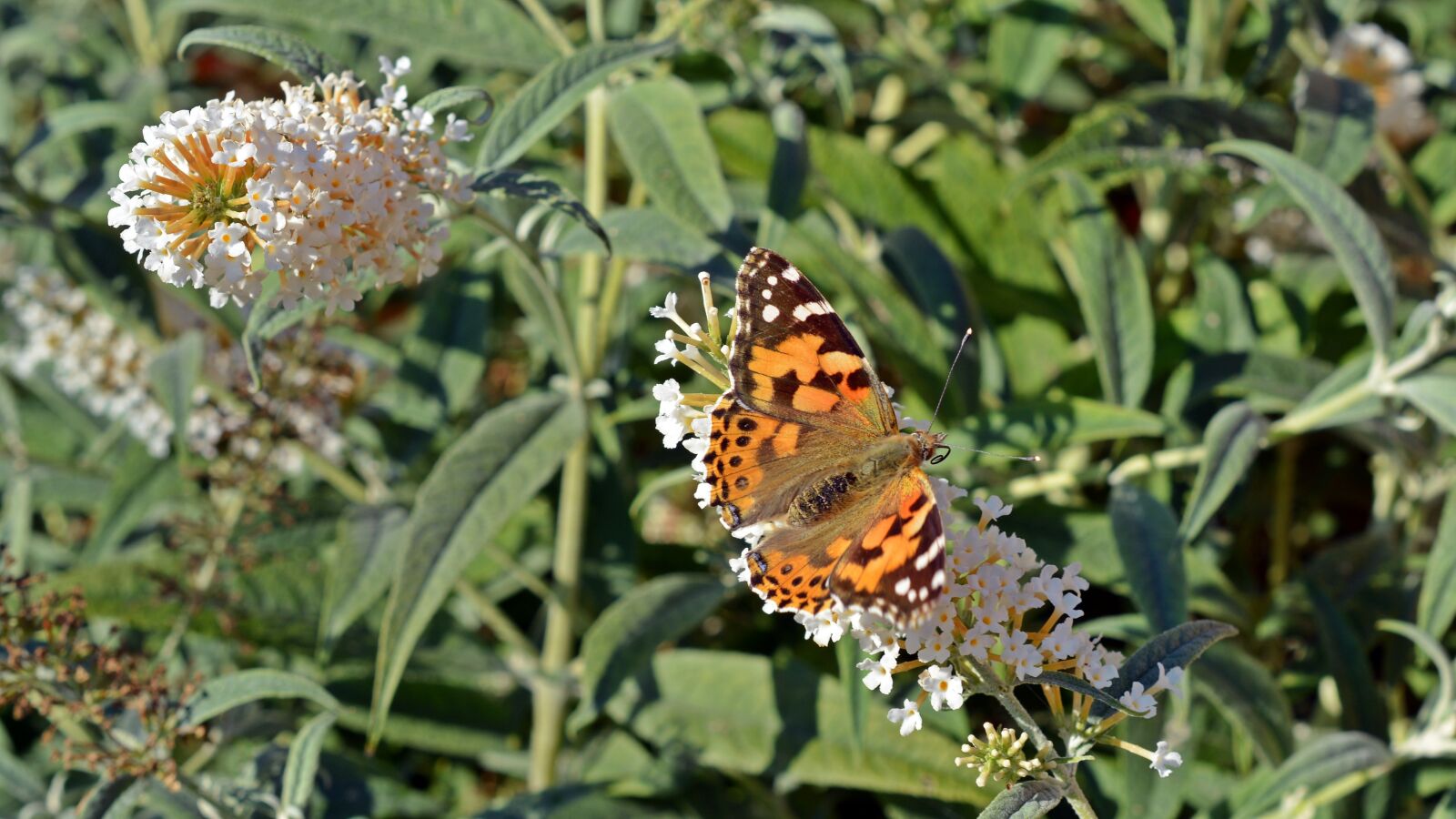 Nikon D5200 sample photo. Butterfly, little fox, insect photography