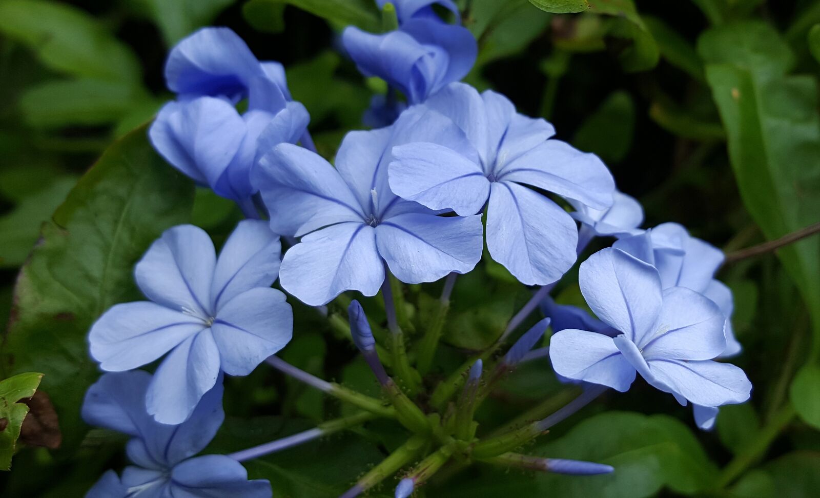 Samsung Galaxy Note5 sample photo. Plumbago, blue plumbago, blue-plumbago photography