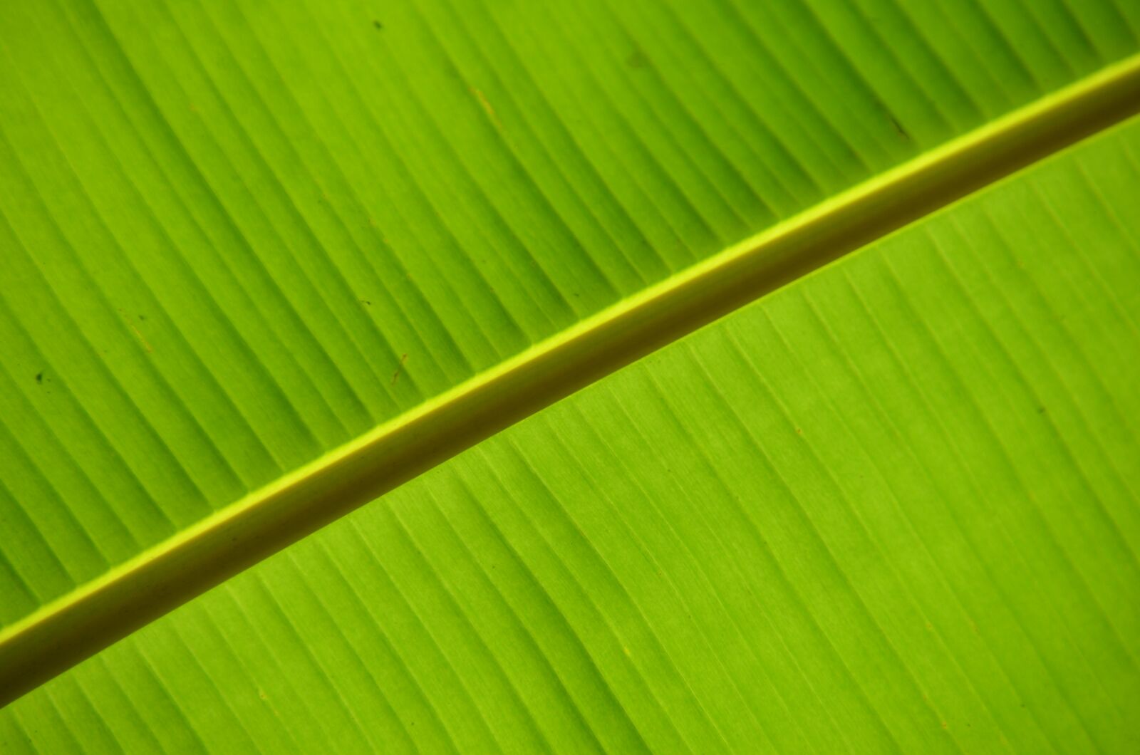Nikon D7000 sample photo. Banana, green, leaves photography