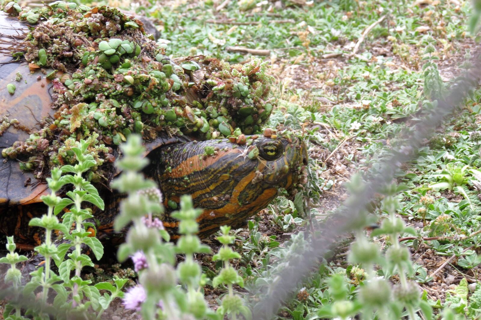 Canon PowerShot SX40 HS sample photo. Turtle, field, capture photography