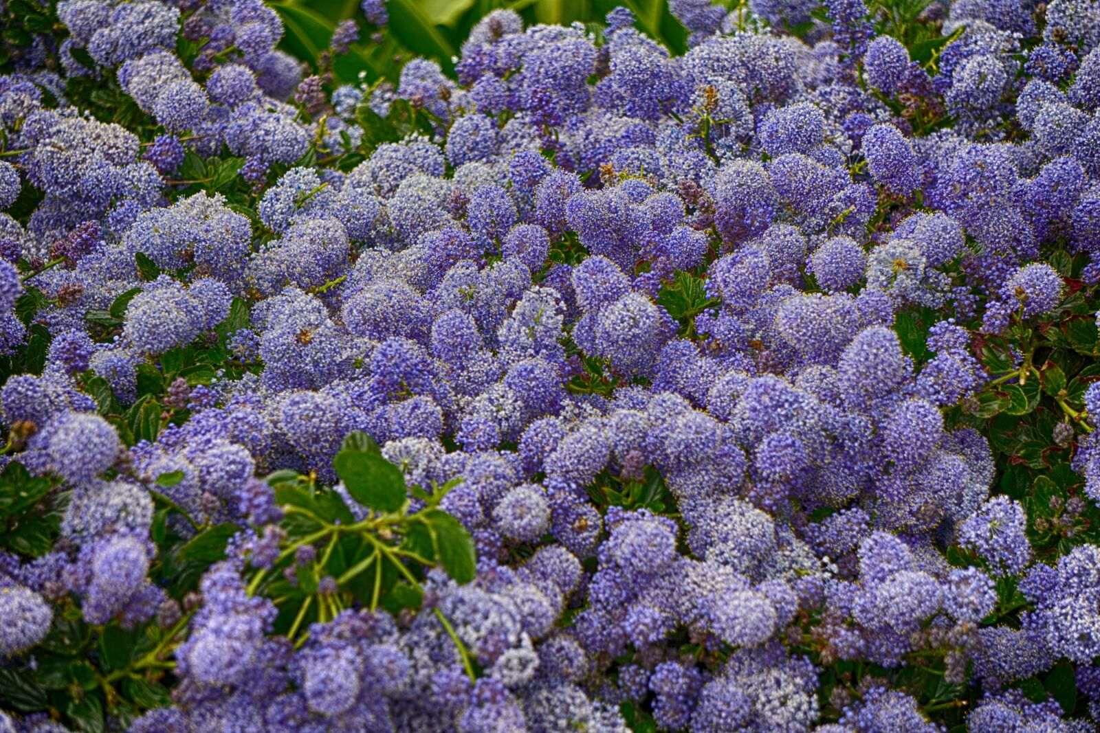 Sony E 55-210mm F4.5-6.3 OSS sample photo
