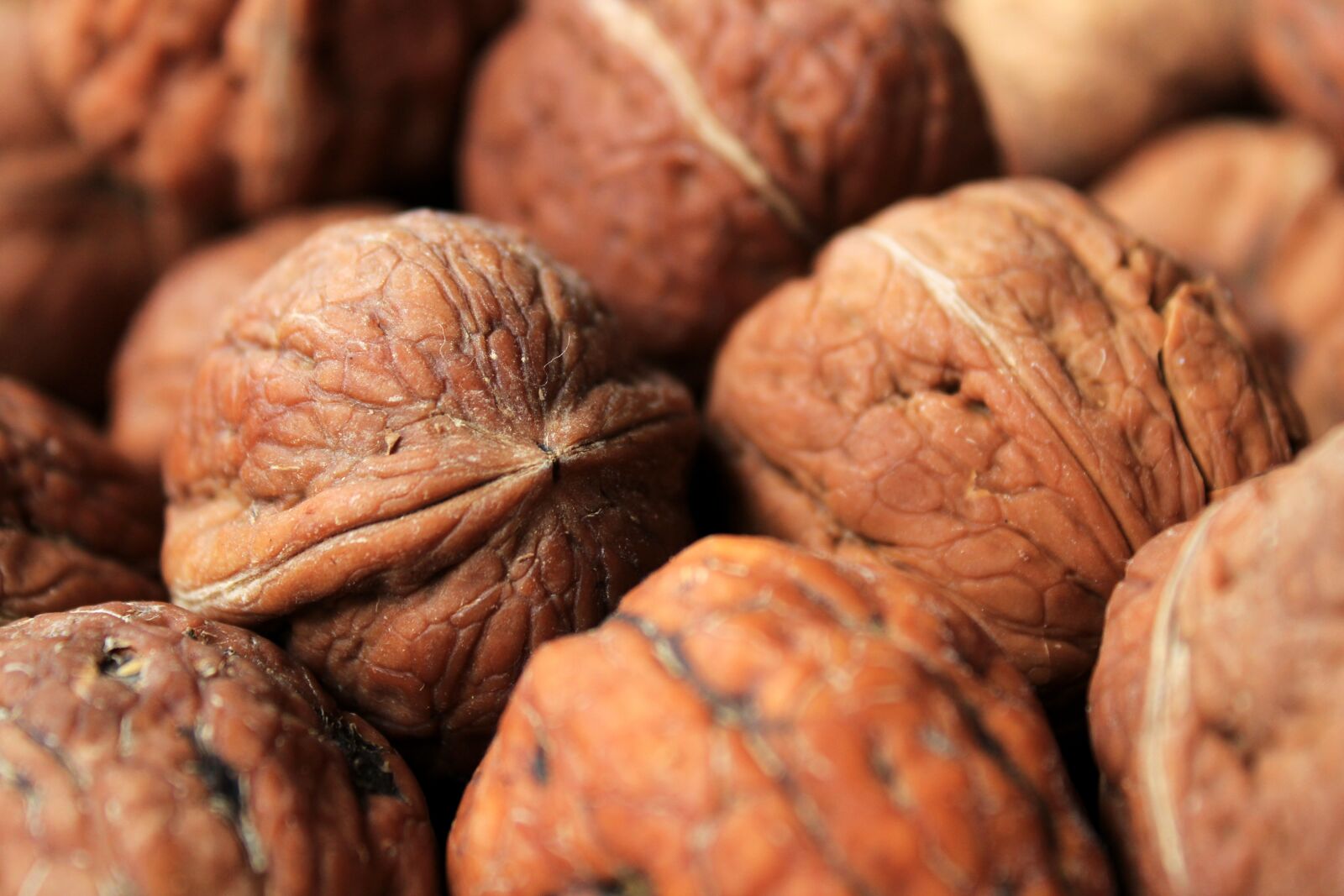 Canon EOS 2000D (EOS Rebel T7 / EOS Kiss X90 / EOS 1500D) sample photo. Walnut, nut, brown photography