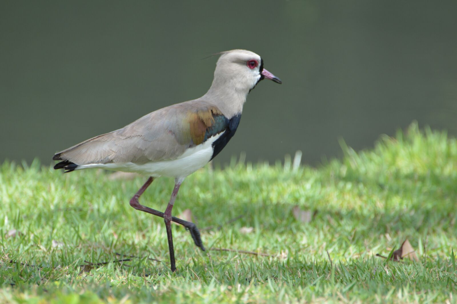 Nikon D3200 sample photo. Bird, plumage, animal photography