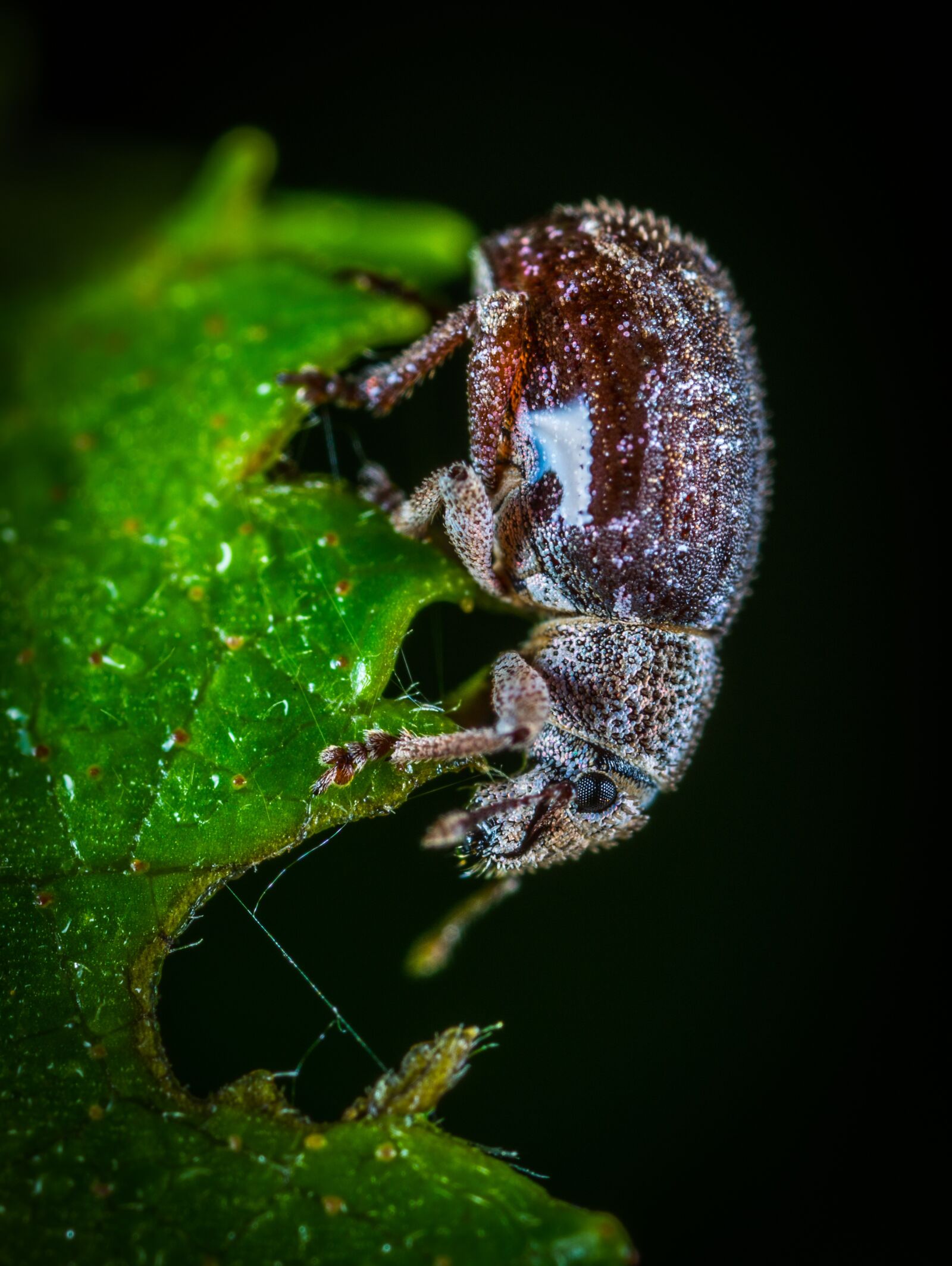 #124 65/2.8 sample photo. Bespozvonochnoe, insect, nature photography