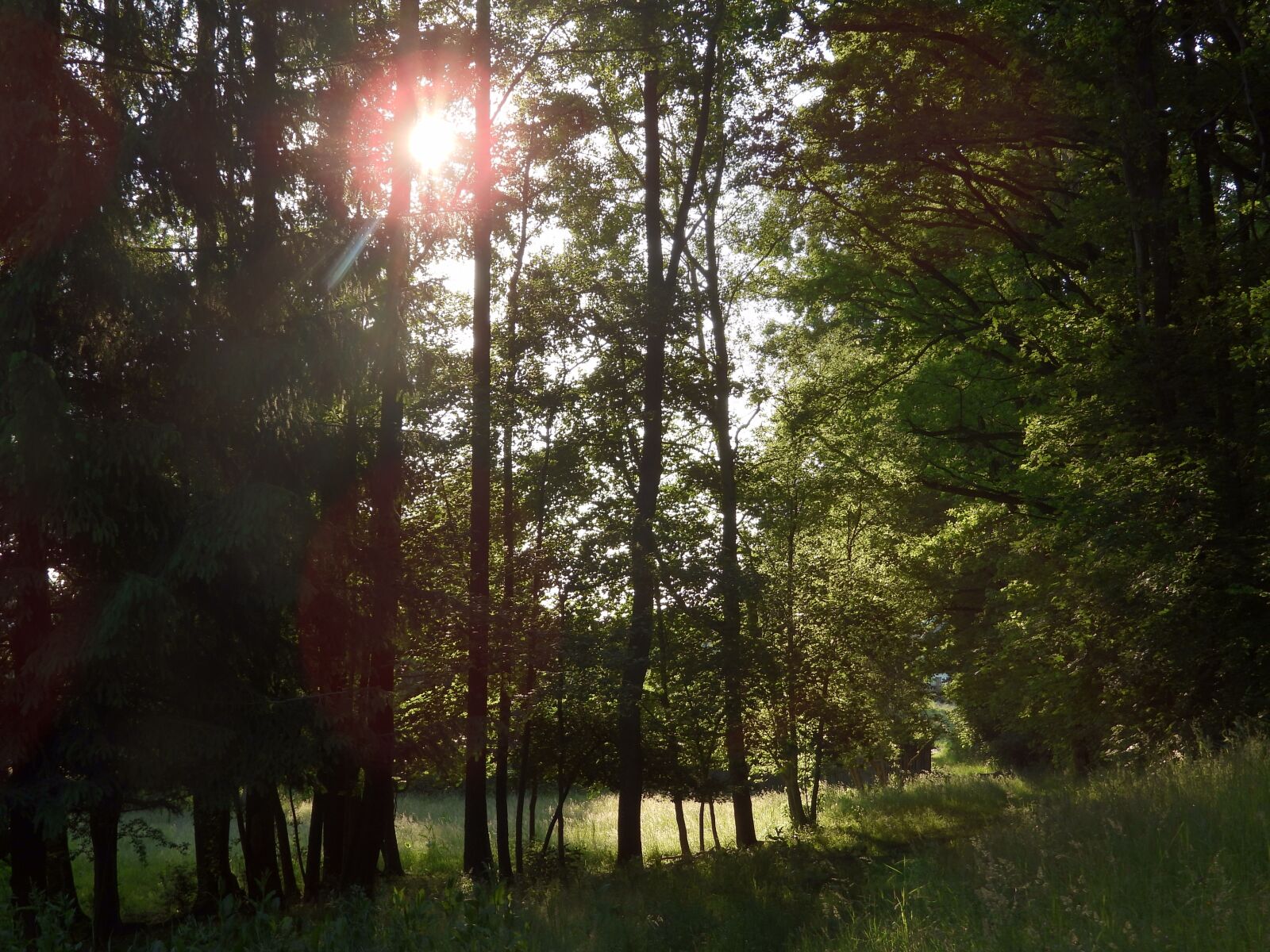 Nikon Coolpix P1000 sample photo. Forest, saxony, landscape photography