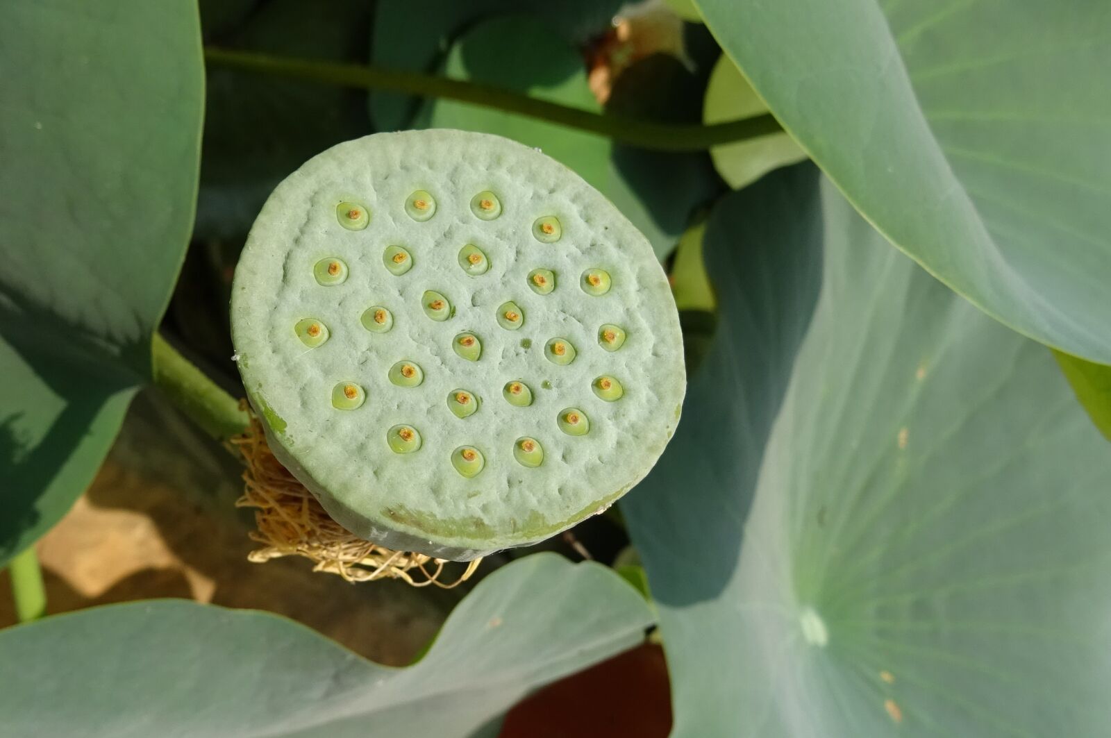 Sony DSC-HX60V sample photo. Pod, seed pod, nelumbo photography