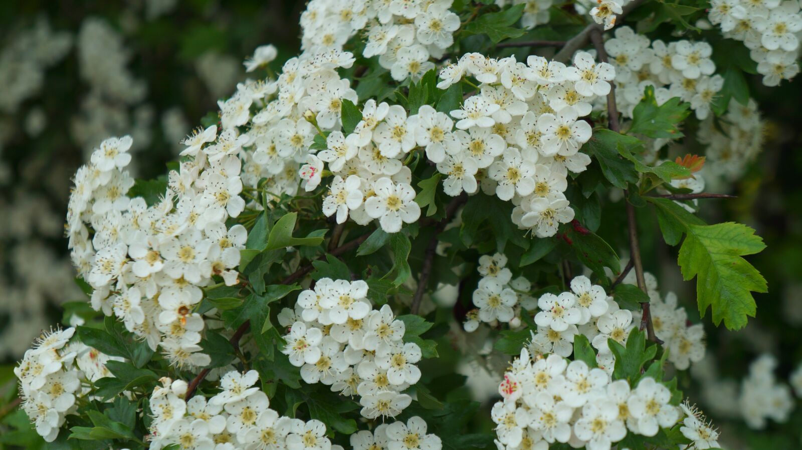 Sony Alpha a3000 + Sony E 18-55mm F3.5-5.6 OSS sample photo. Nature, plants, white photography