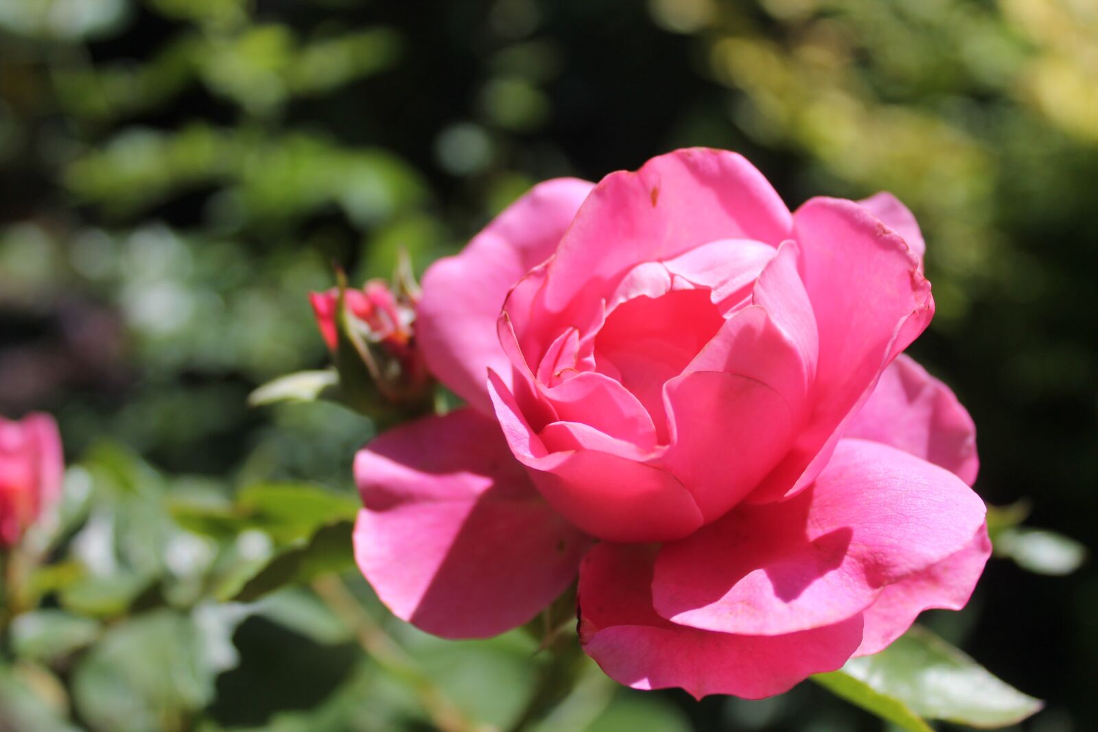 Canon EOS 1100D (EOS Rebel T3 / EOS Kiss X50) sample photo. Rose, pink, garden photography