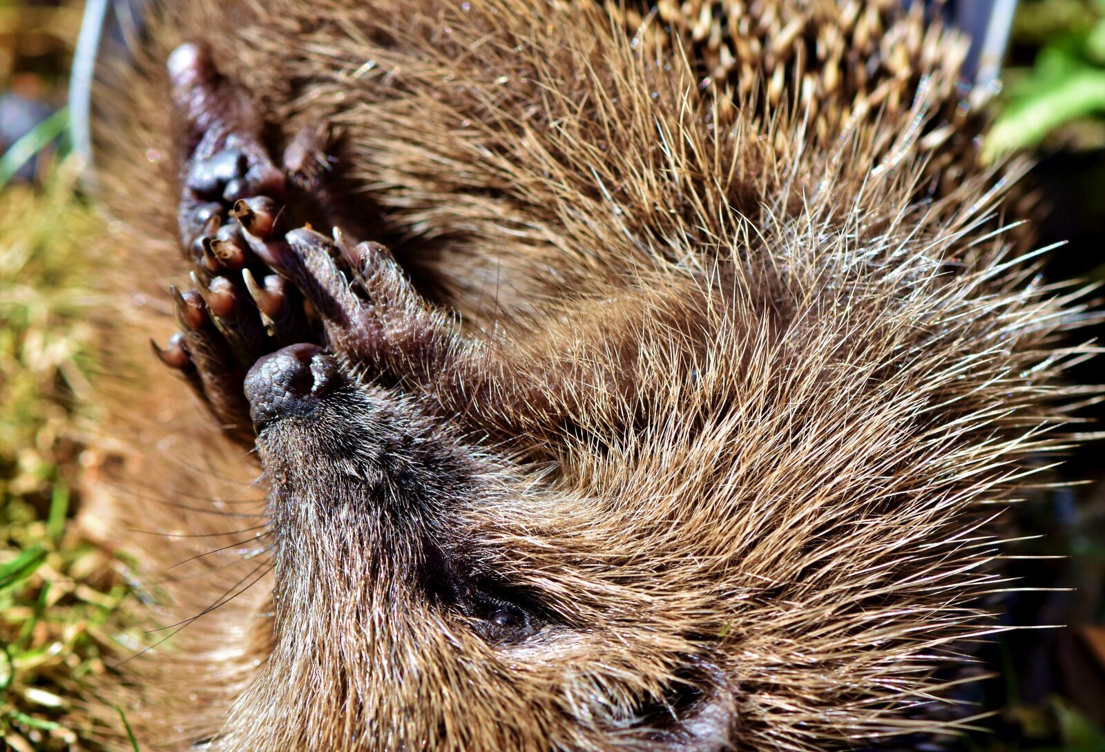 Nikon D7200 sample photo. Hedgehog, spur, hannah photography