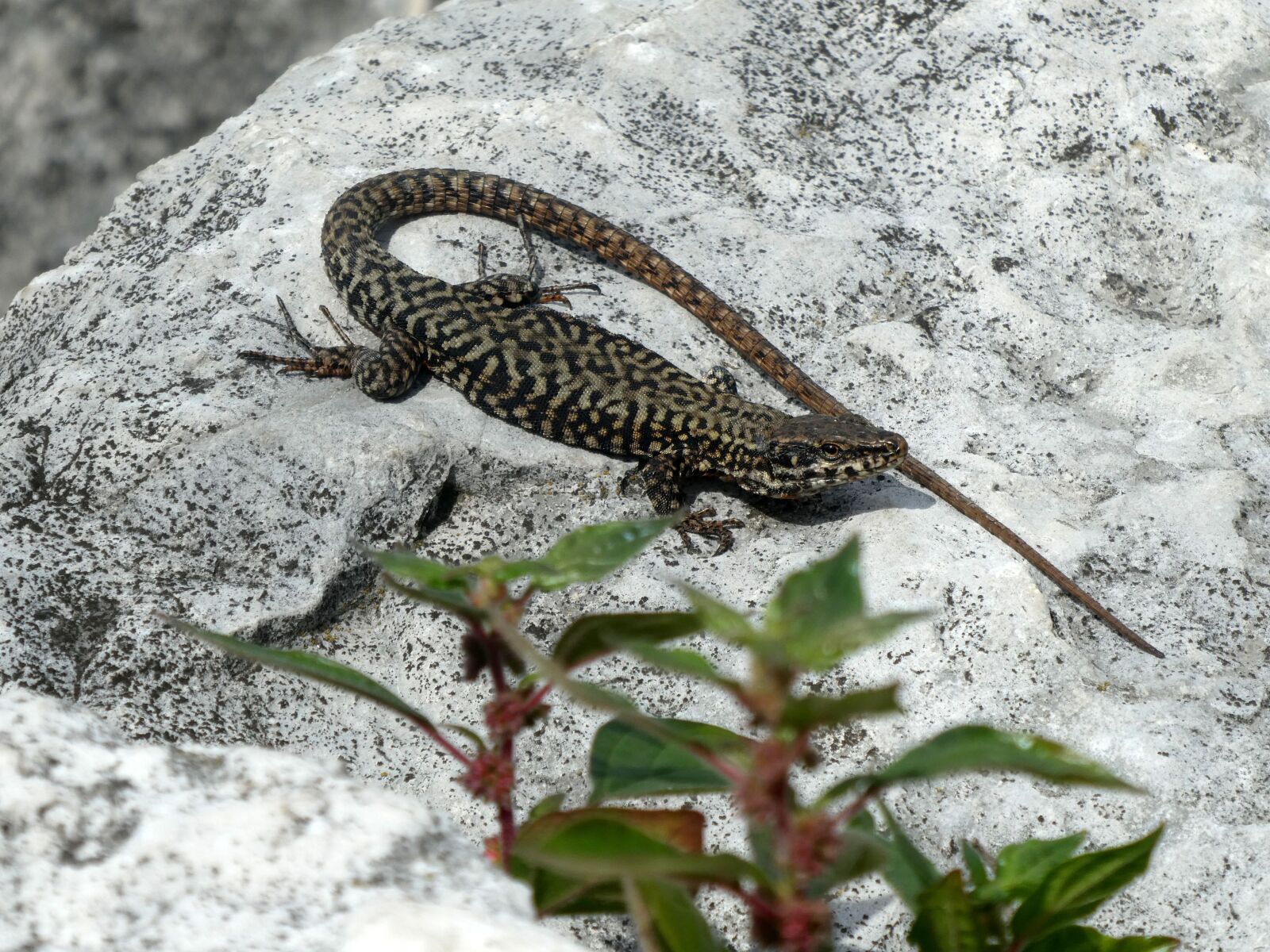 Panasonic DC-TZ91 sample photo. Lizard, animal, stones photography