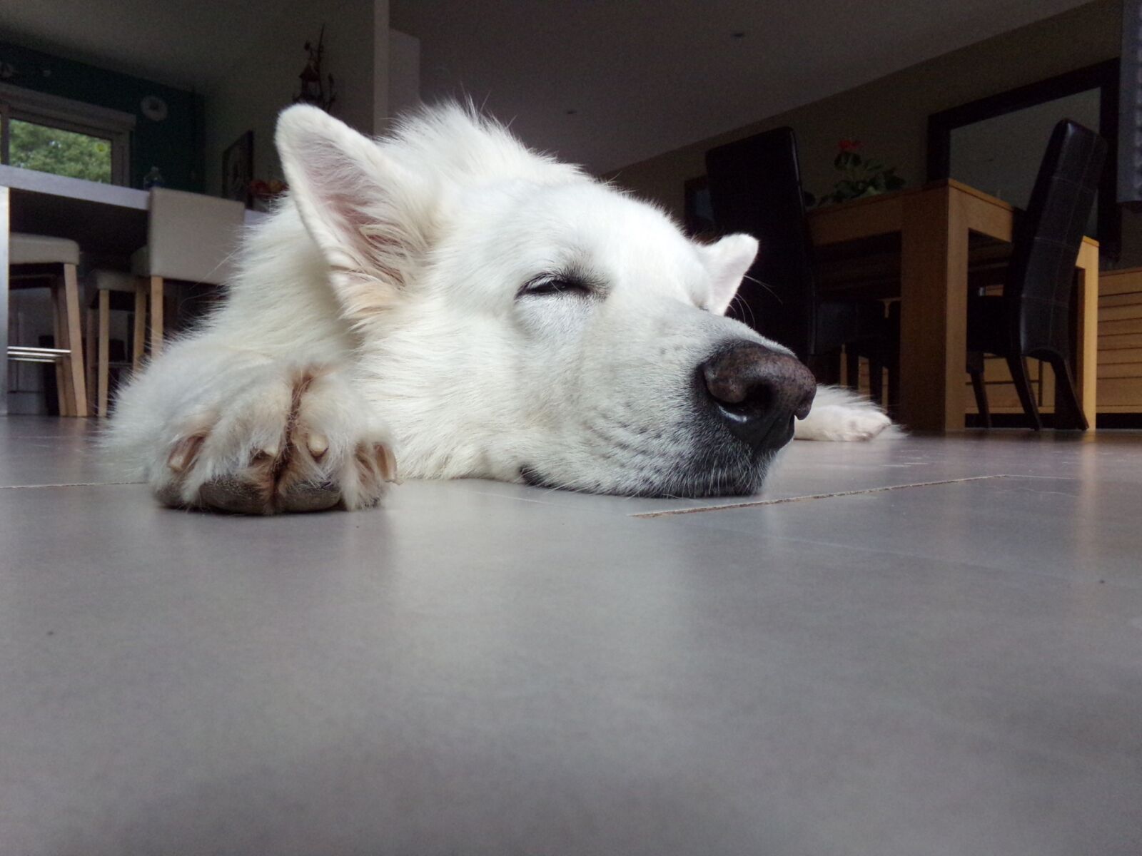 Kodak PIXPRO AZ251 sample photo. Swiss white shepherd, white photography
