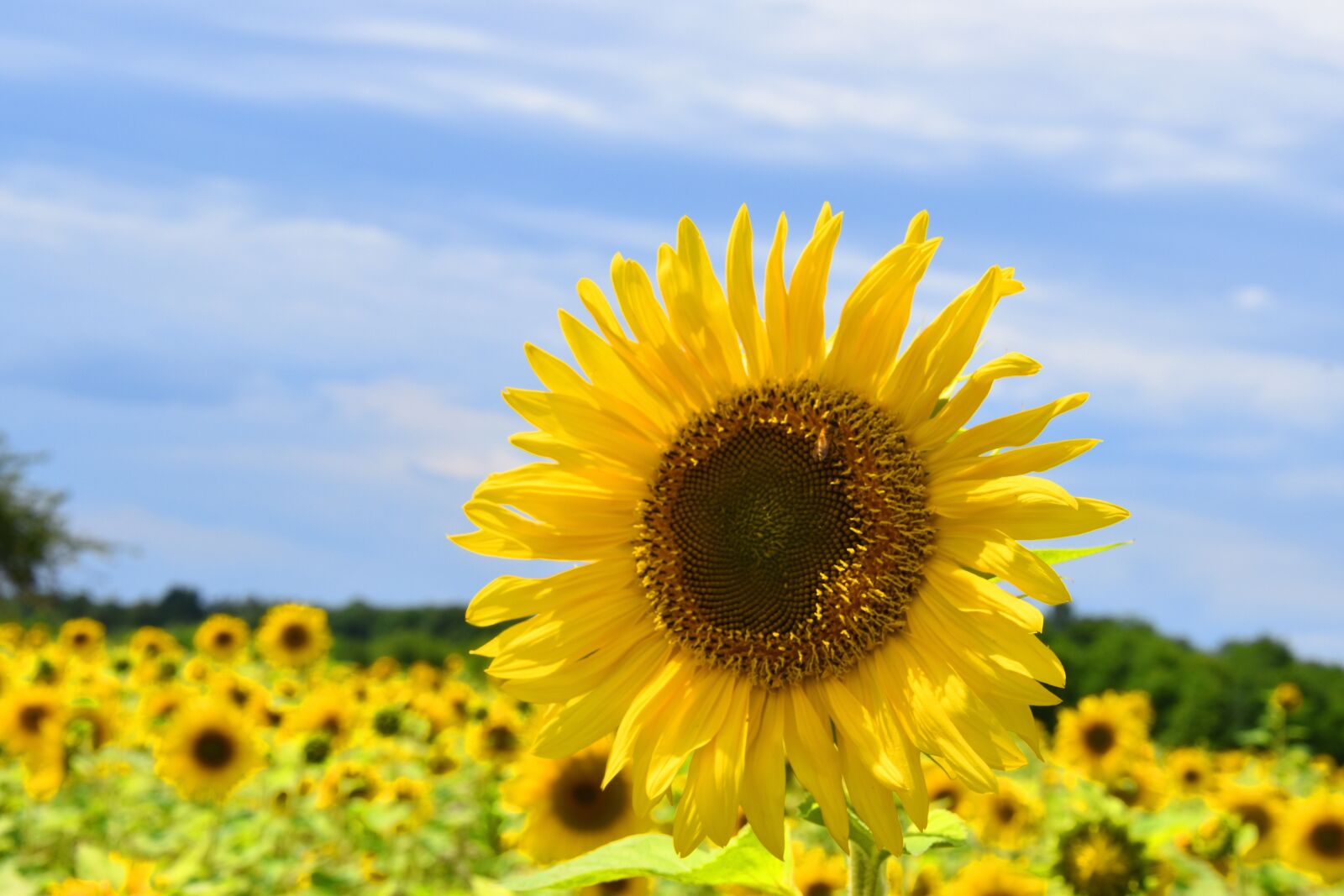 Nikon D5500 sample photo. Sunflower, summer, yellow photography