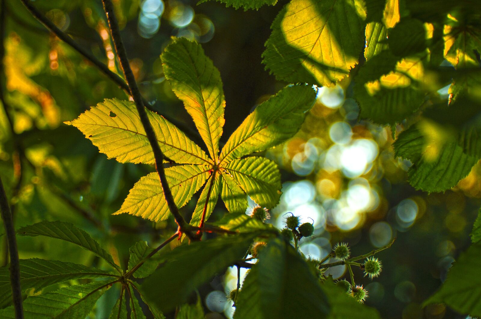 Nikon D90 sample photo. Branch, leaf, leaves photography