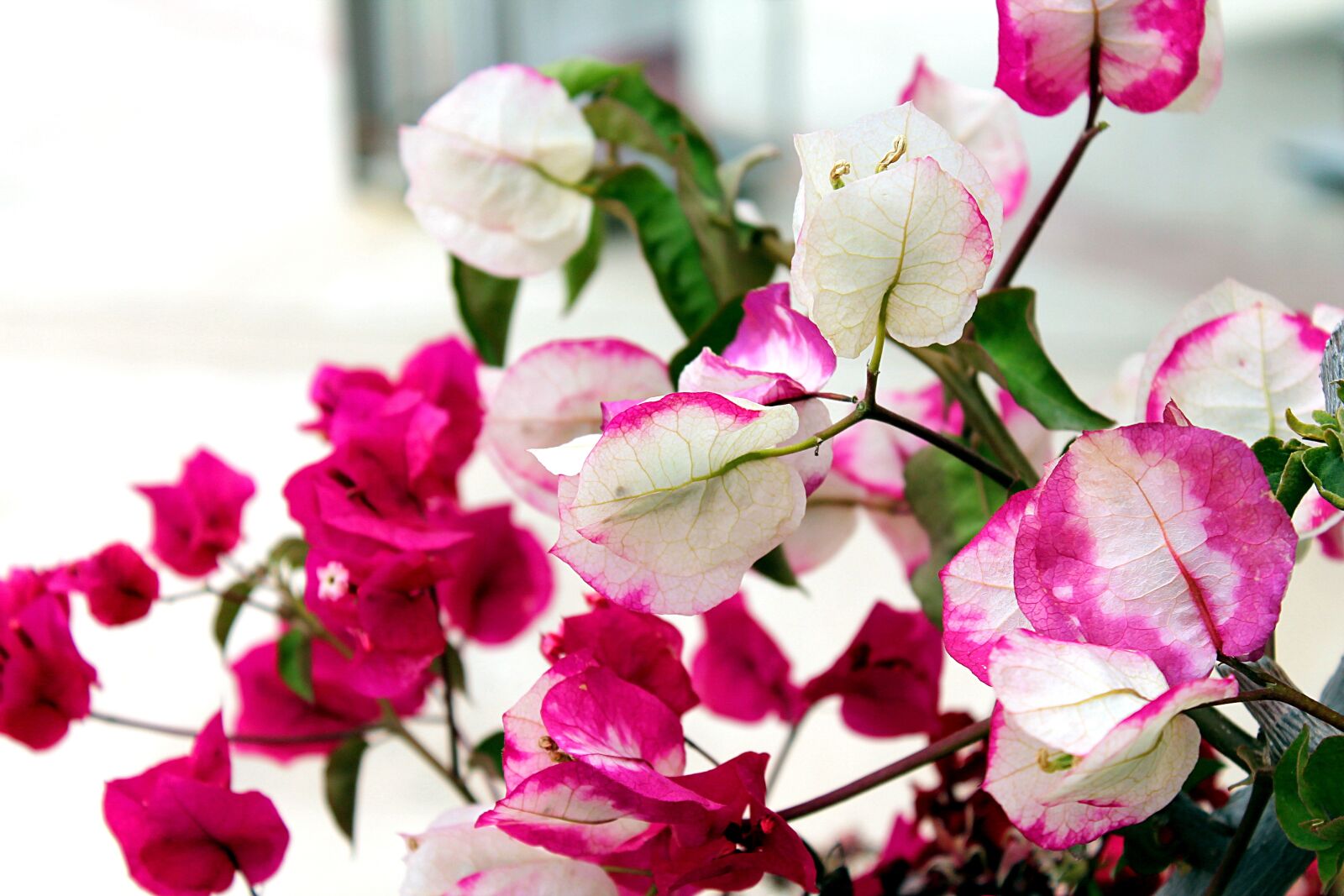 Canon EOS 1100D (EOS Rebel T3 / EOS Kiss X50) sample photo. Bougainvillea, evergreens, nyctaginaceae photography