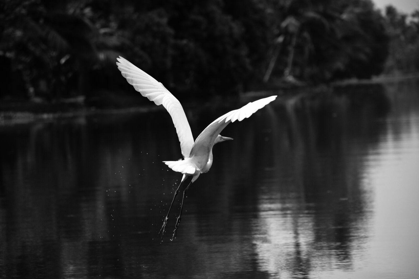 Nikon D7100 sample photo. Gray, scale, photography, of photography