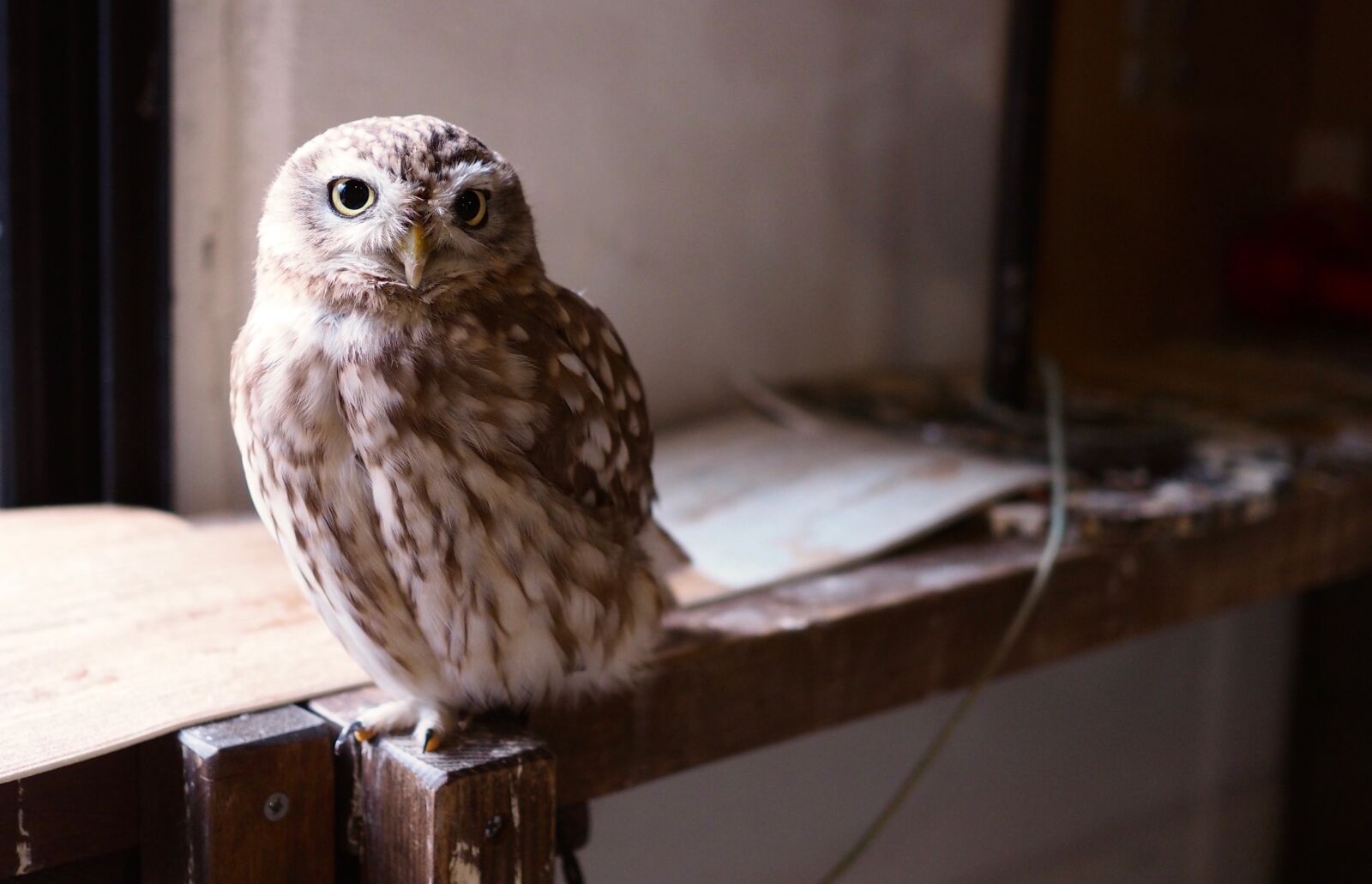 Olympus OM-D E-M10 + Olympus M.Zuiko Digital 25mm F1.8 sample photo. Owl, bird, birds of photography