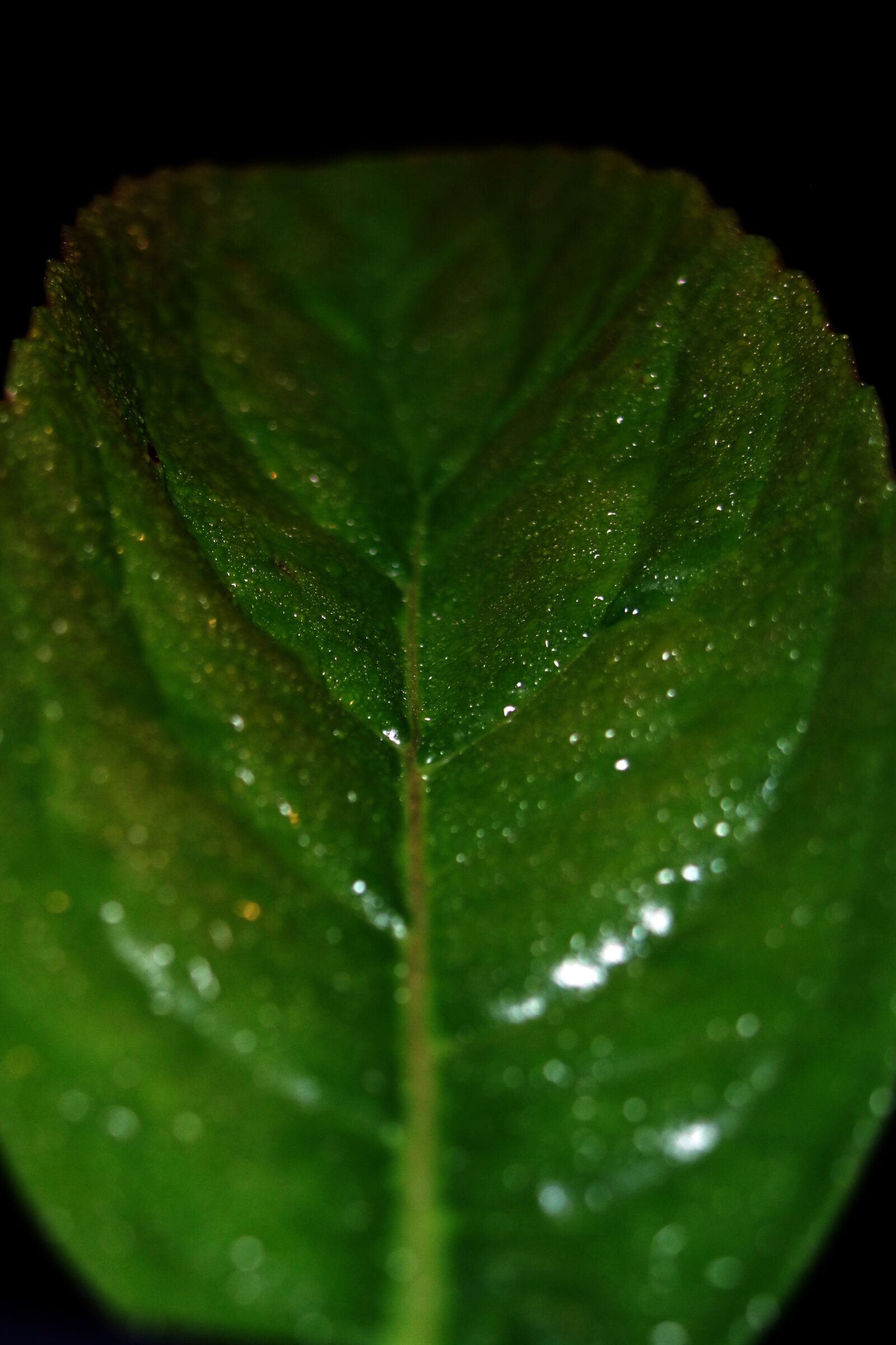 Canon EOS 760D (EOS Rebel T6s / EOS 8000D) sample photo. Plant, background, leaf photography