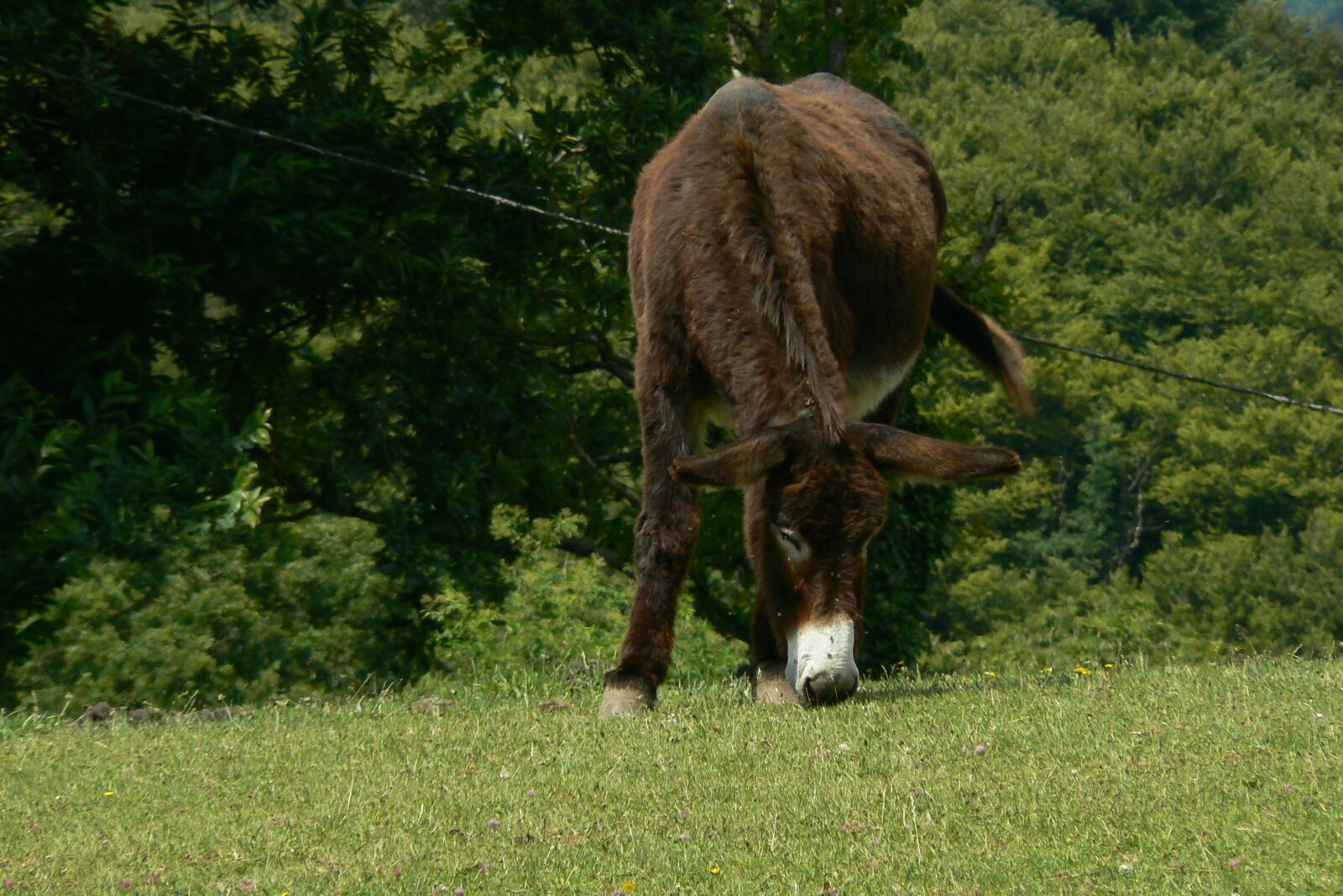 Panasonic DMC-FZ7 sample photo. Donkey, animals, farm animal photography