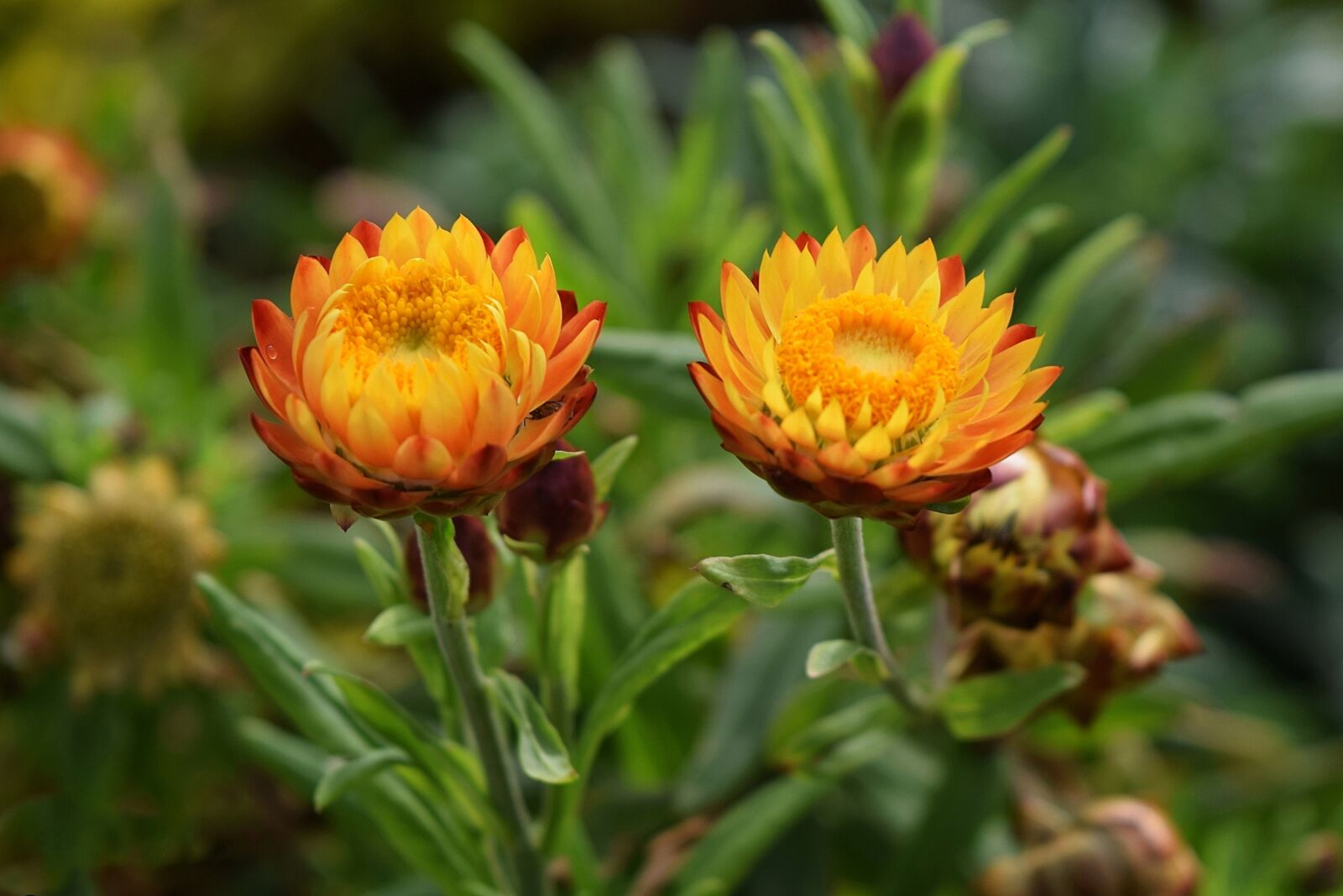 Nikon D5300 sample photo. Flowers, garden, plant photography