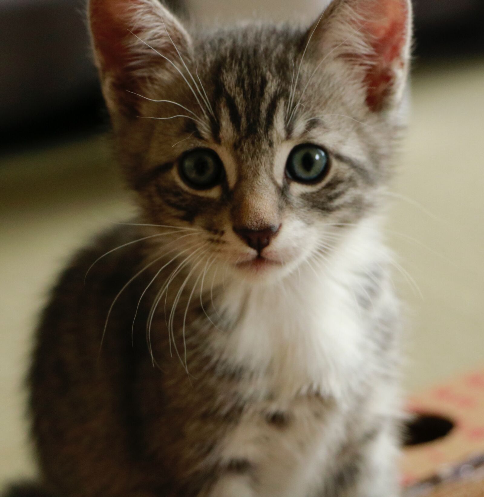 Canon EOS 750D (EOS Rebel T6i / EOS Kiss X8i) sample photo. Cat, kitten, eyes photography