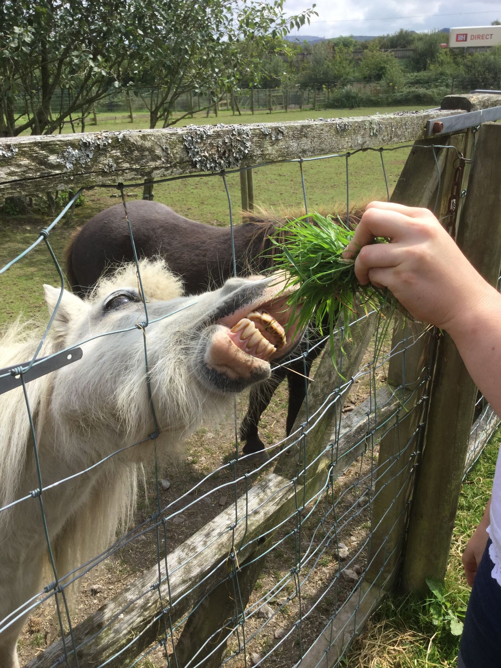 Apple iPad Air 2 sample photo. Donkey, feeding animals, mule photography