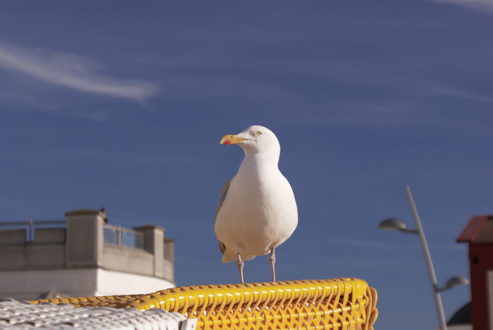 Sony Alpha DSLR-A300 sample photo. Seagull, north sea, borkum photography