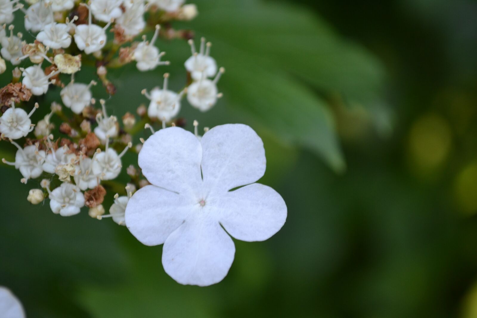 Nikon D3100 sample photo. Flower, summer, nature photography