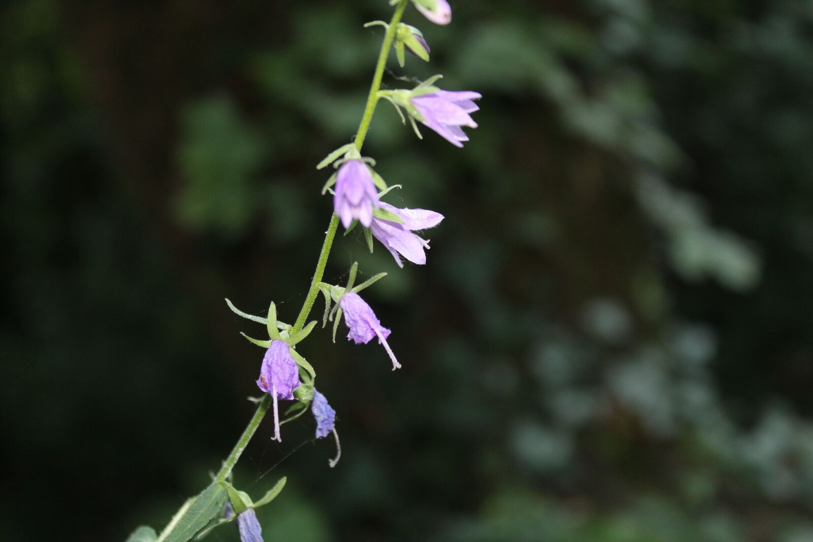 Canon EOS 1300D (EOS Rebel T6 / EOS Kiss X80) sample photo. Plant, purple, zelena photography