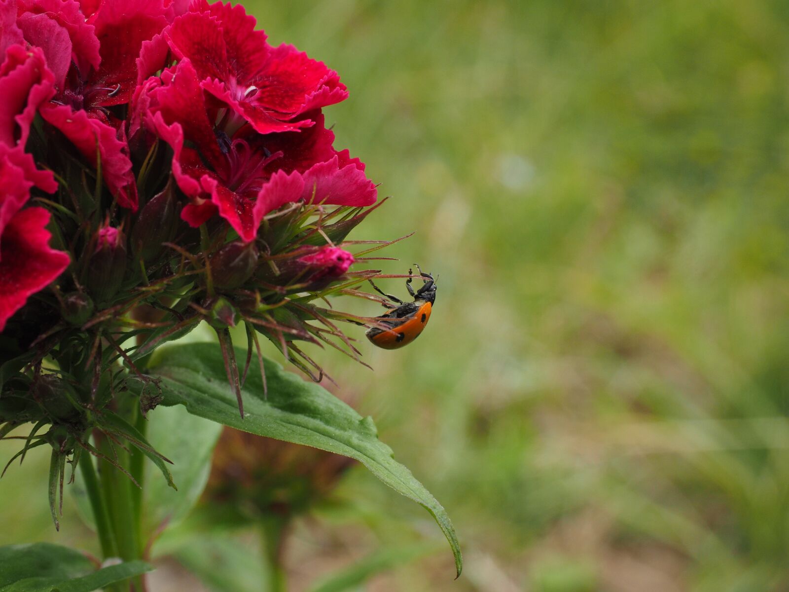 Olympus OM-D E-M1 + Olympus M.Zuiko Digital ED 12-40mm F2.8 Pro sample photo. Ladybug, coccinellidae, beetle photography