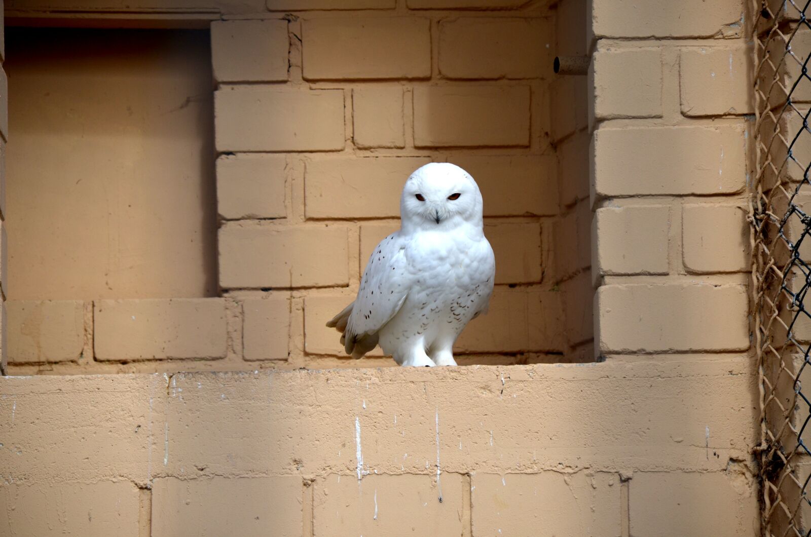 Nikon D5100 sample photo. Snowy owl, bird, raptor photography