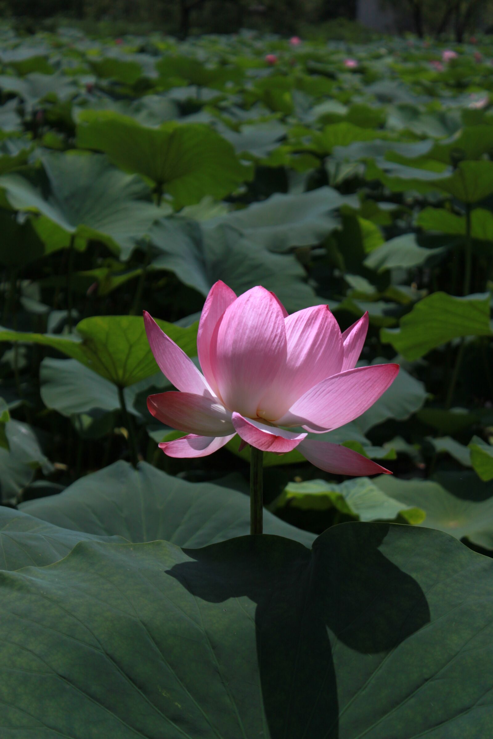 Canon EOS 500D (EOS Rebel T1i / EOS Kiss X3) sample photo. Kite, lotus, nature photography