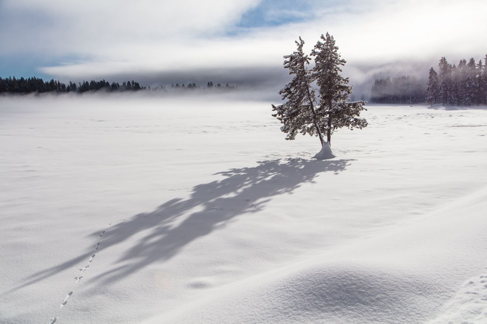 Canon EOS 5DS + Canon EF 24-105mm F4L IS USM sample photo. Tree, snow, shadows photography