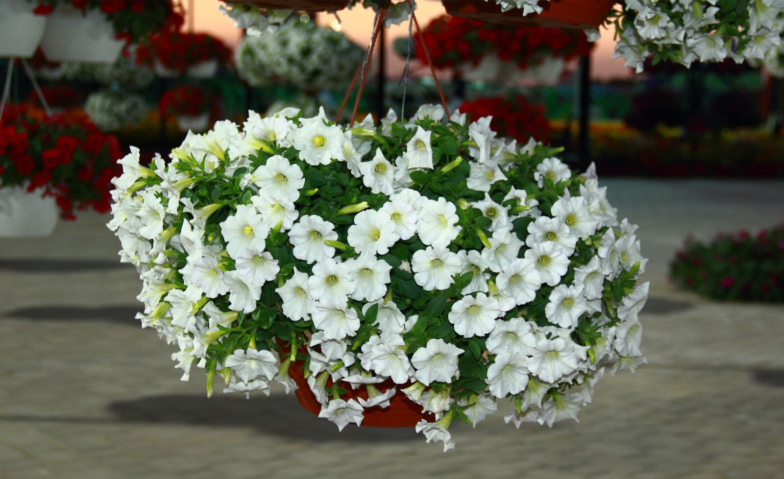 Canon EOS 60D sample photo. Flower, color, white flower photography