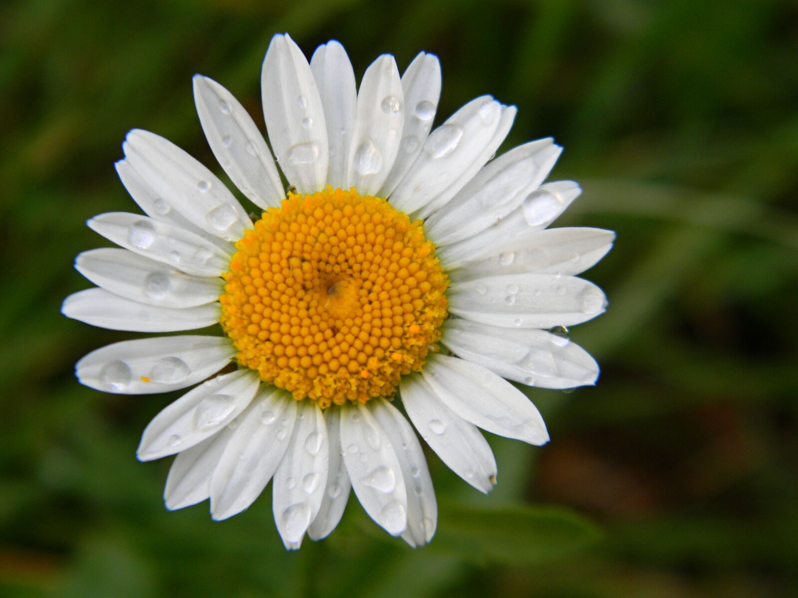 Nikon Coolpix L110 sample photo. Daisy, flower, garden photography