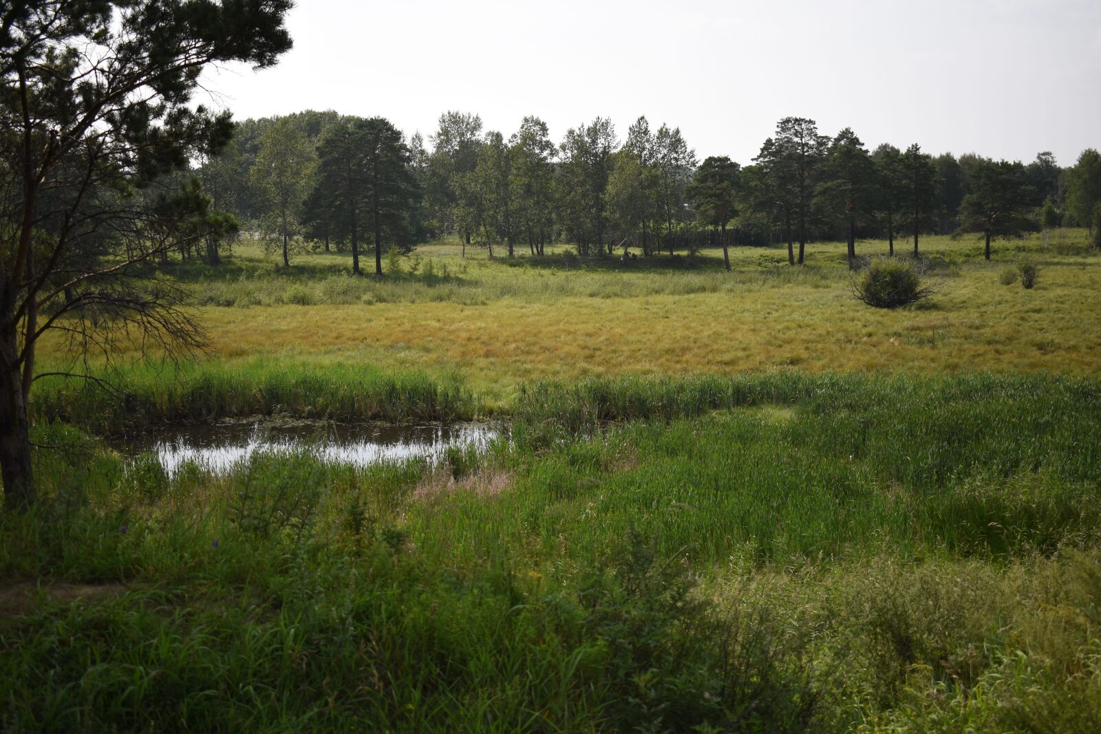 Nikon D3500 sample photo. Nature, pond, green photography