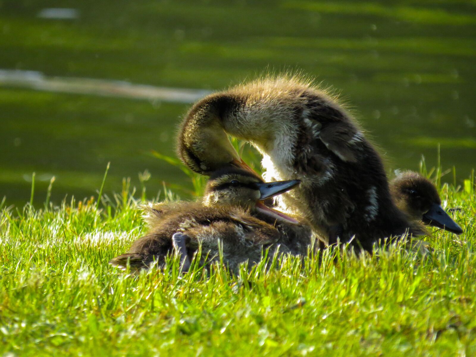 Canon PowerShot SX50 HS sample photo. Animals, ducks, chicks photography