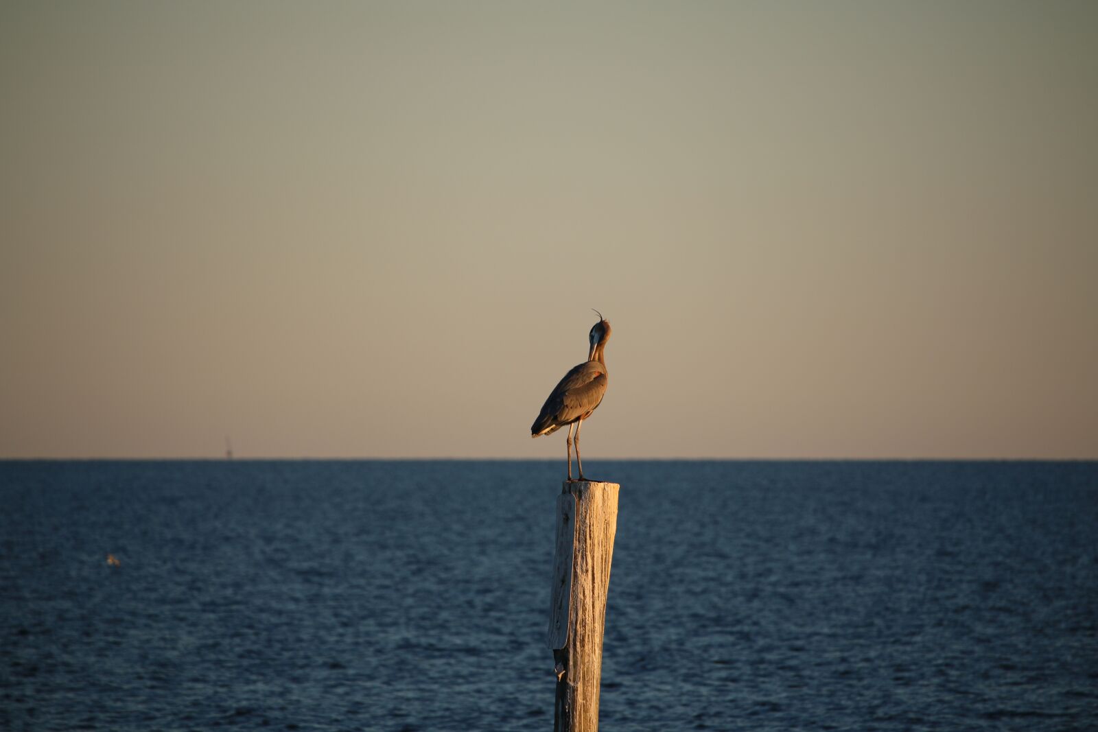 Canon EOS 70D + Canon EF-S 55-250mm F4-5.6 IS STM sample photo. Bird, gulf, gulf of photography