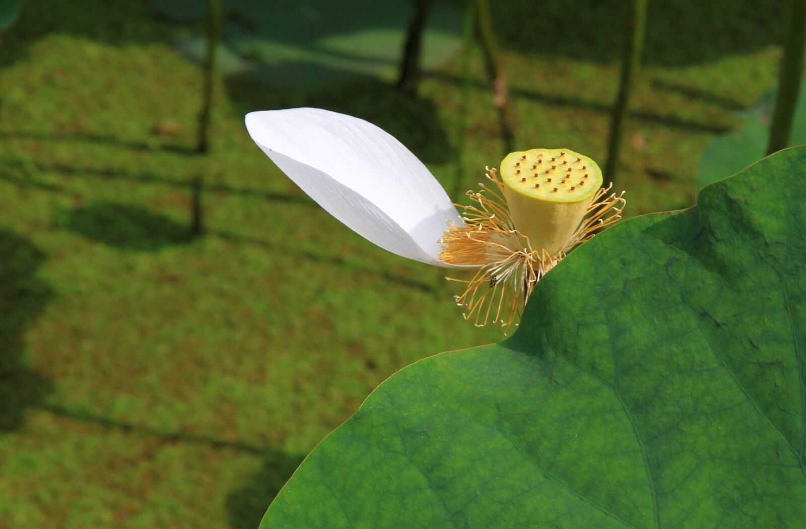 Canon EOS 7D sample photo. Leaf, nature, plant photography