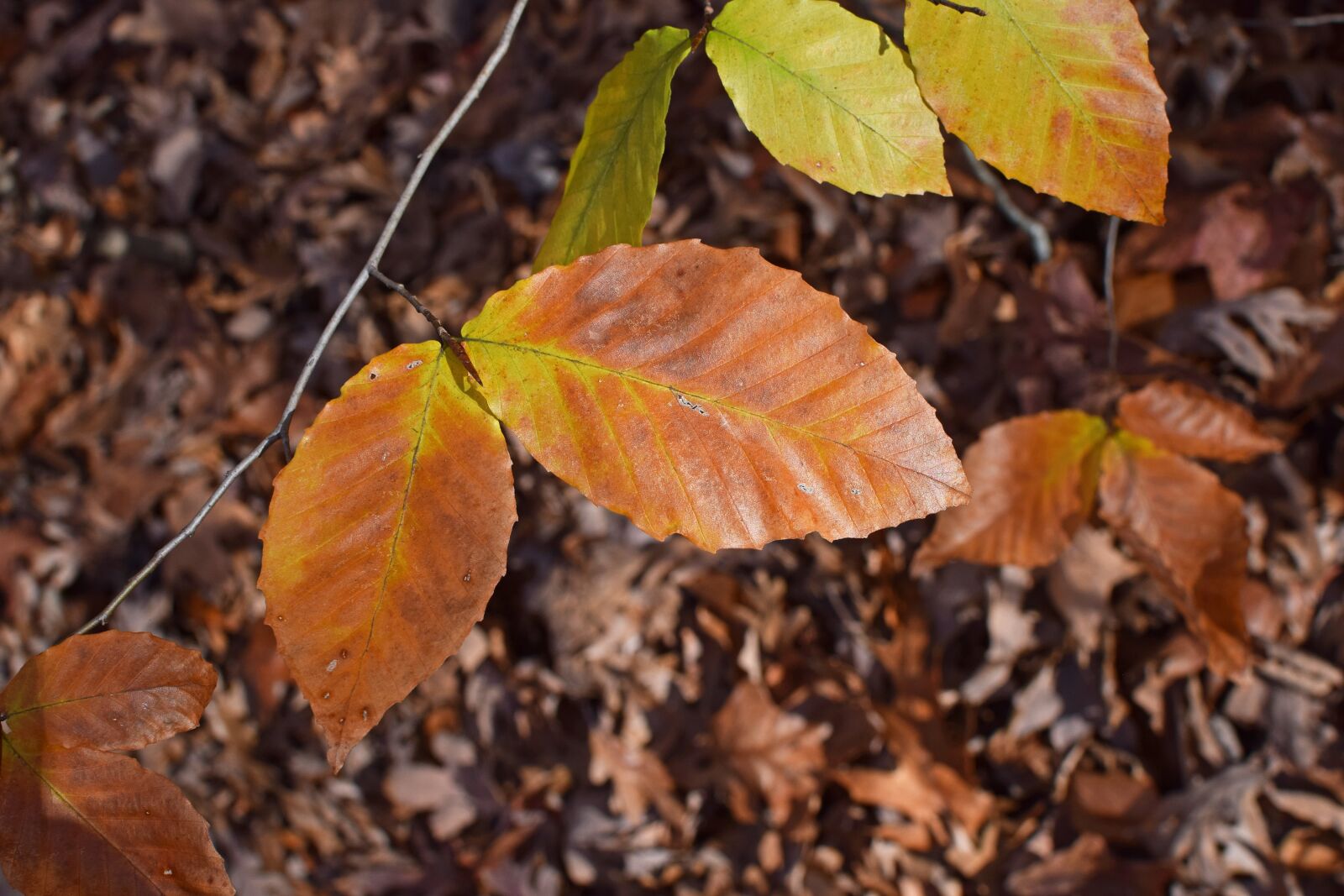Nikon D3300 sample photo. Beech leaves, beech, tree photography
