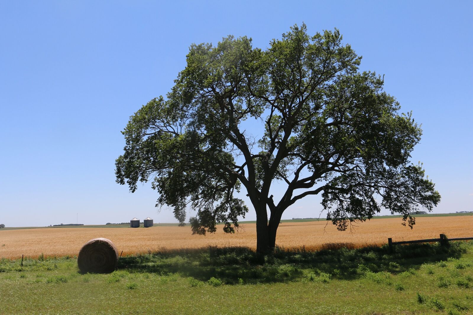 Canon EOS 70D sample photo. Trees, blue sky, field photography