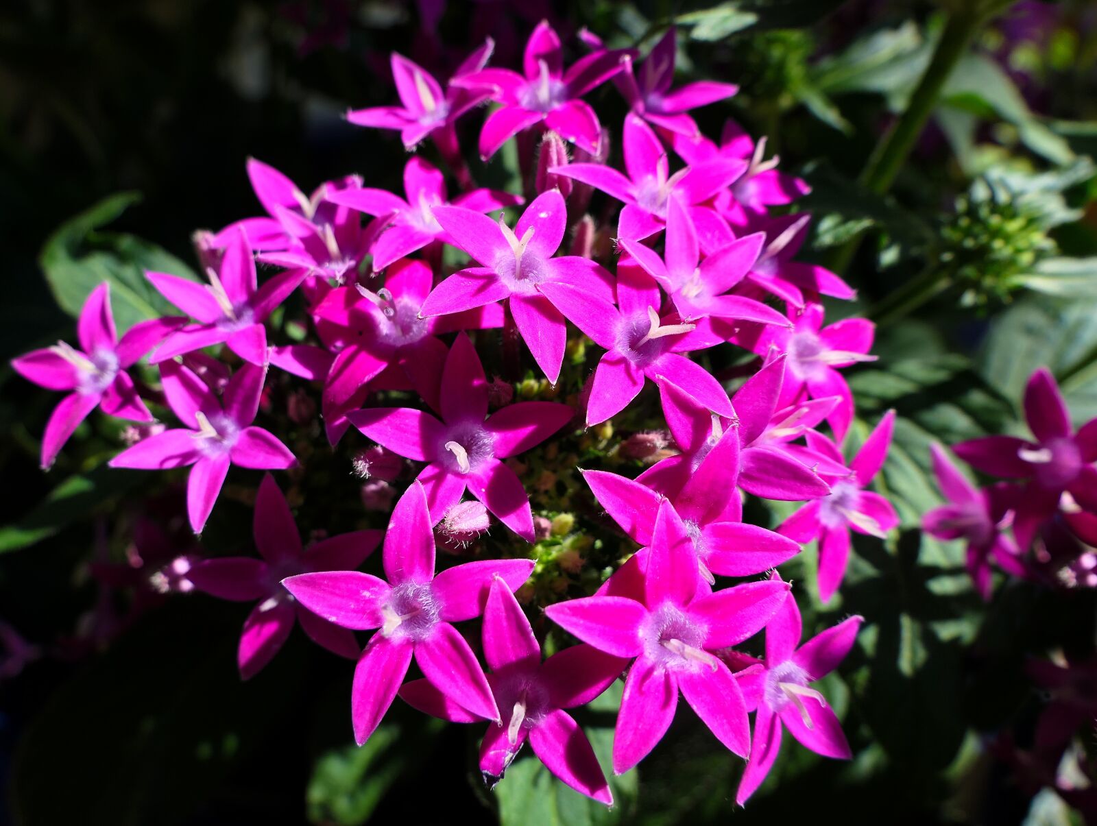 Panasonic Lumix DMC-FZ2500 (Lumix DMC-FZ2000) sample photo. Flower, stars, violet photography