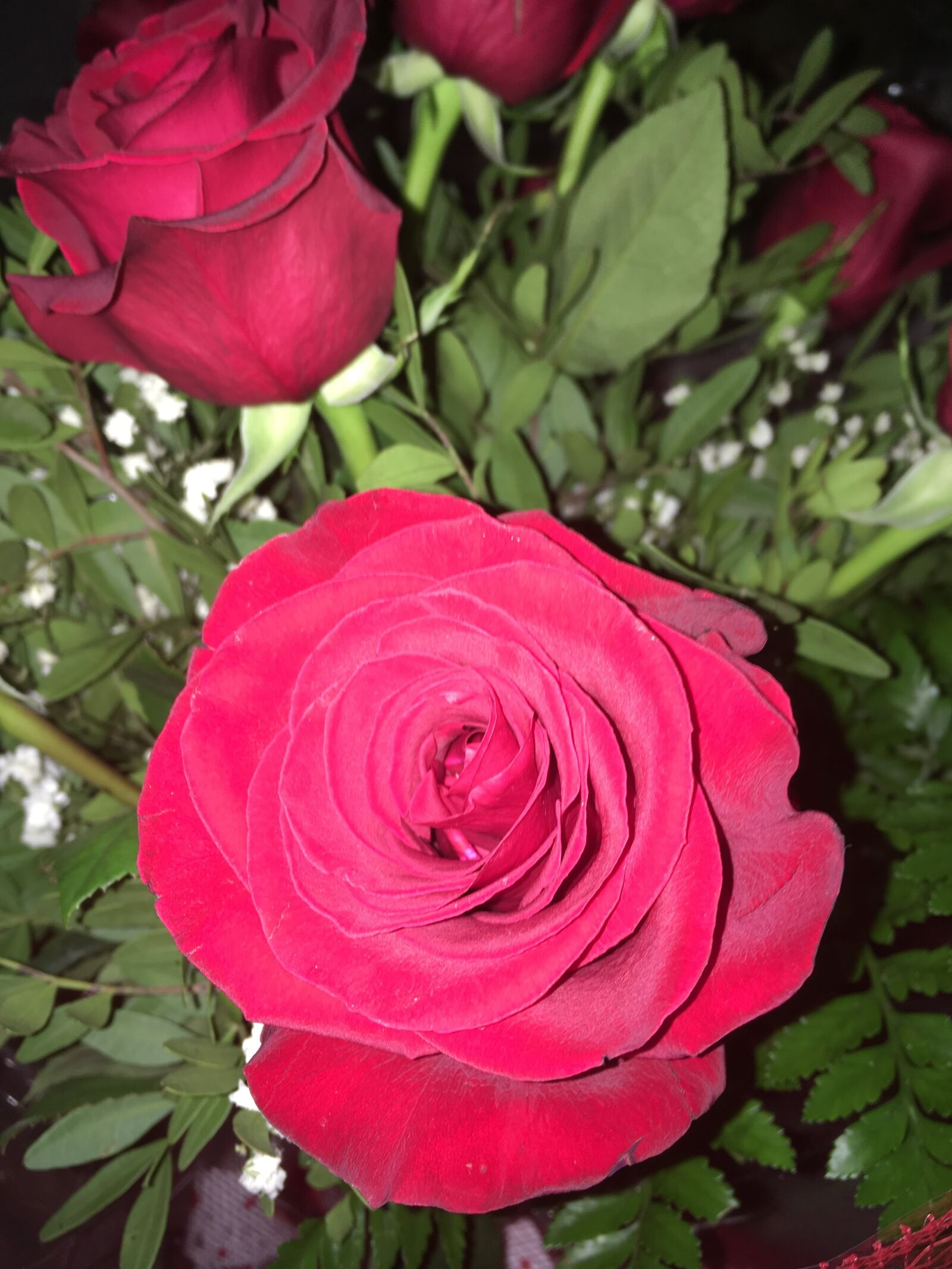 Apple iPhone SE sample photo. Rosa, flower, petal photography
