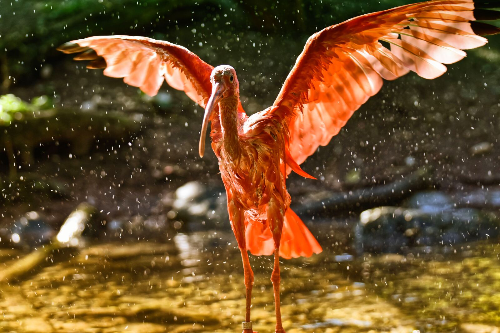 Nikon D7200 sample photo. Ibis, eudocimus ruber, wing photography