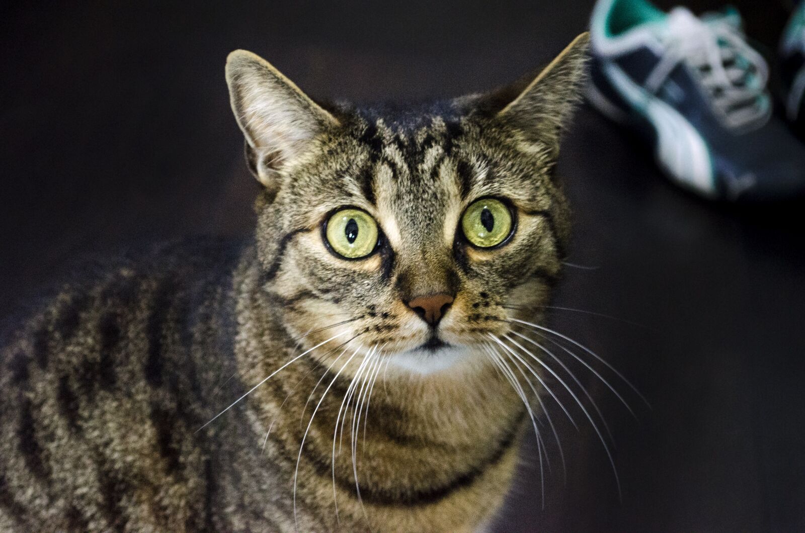 Nikon D5100 sample photo. Cat, cat's eyes, domestic photography